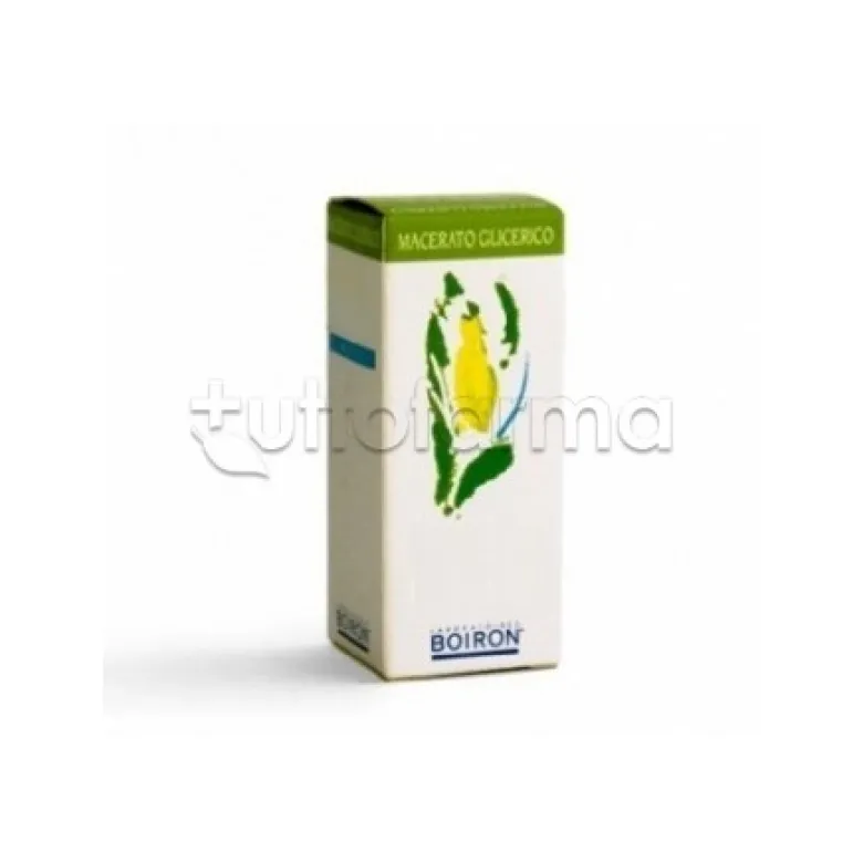 Boiron Cornus Sanguinea Macerato Glicerico 60ml