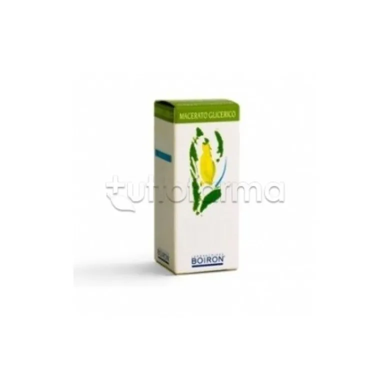 Boiron Populus Nigra Macerato Glicerico 60ml