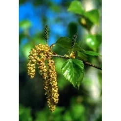 Fiori dell'Alaska Paper Birch Essenza Madre per Chiarezza Mentale e Calma Interiore 7,4 ml