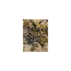 Herboplanet TSA Fucus Vesiculosus Controllo del Peso 50ml