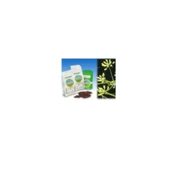 Specchiasol Finocchio Dolce Semi Tisana 1000 g