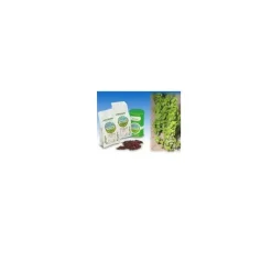 Specchiasol Menta Piperita Bio Foglie Taglio Tisana 1000 g